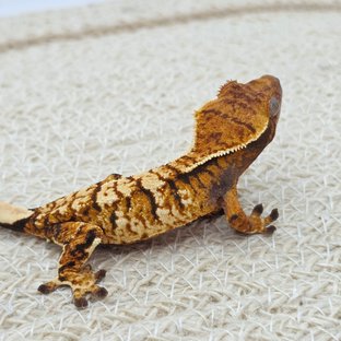 Tangerine Tri Extreme Harlequin