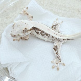 Lilly 100% Het Axanthic