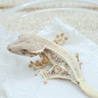Lilly White 100% Het Chocho