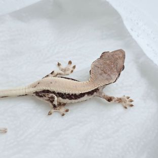 릴리 세이블 100%헷아잔틱