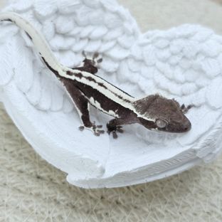 릴잔틱