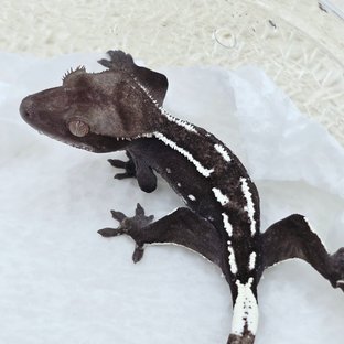 Axanthic