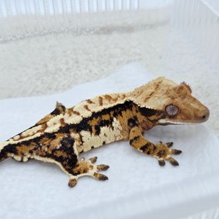 Tri Extreme Harlequin