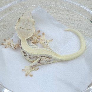 Lilly 100% Het Axanthic