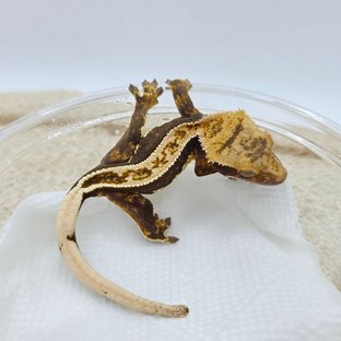 Full Pinstripe 100% Het Axanthic