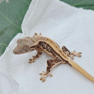 릴리화이트 100%헷초초