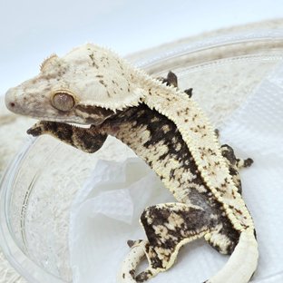 100% Het Axanthic