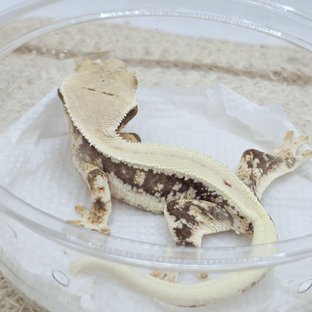 Lilly 100% Het Axanthic