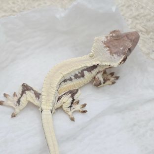 릴리 세이블