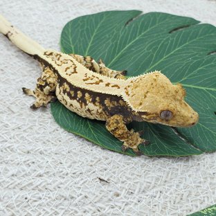 Full Pinstripe Tri Extreme Harlequin