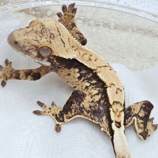 100% Het Axanthic