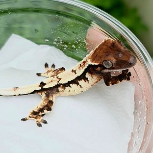 세이블