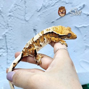 100%헷초초