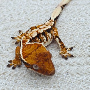 Tangerine Tri Extreme Harlequin