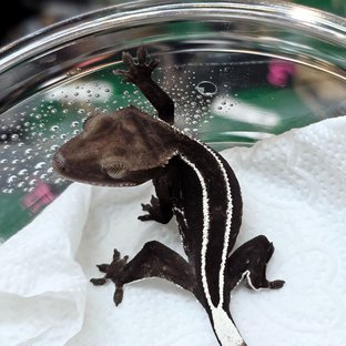 Axanthic Full Pinstripe