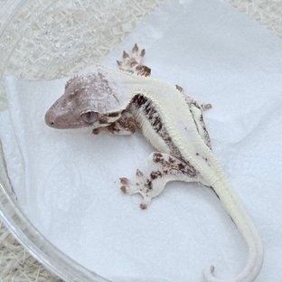 LW Sable 100% Het Axanthic