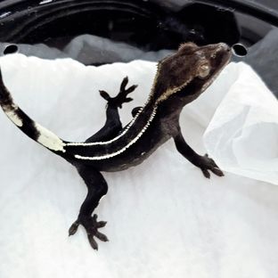 아잔틱