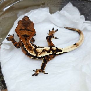 세이블