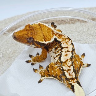 Tangerine Tri Extreme Harlequin