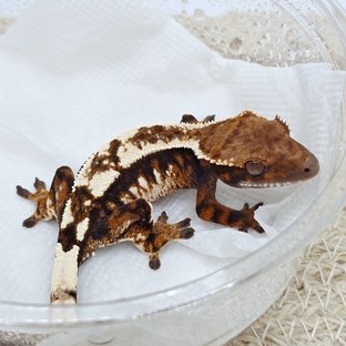 Sable 100% Het Axanthic