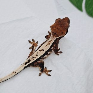 세이블