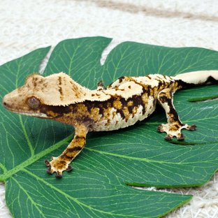 Tri Extreme Harlequin