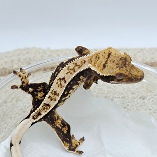 100% Het Axanthic