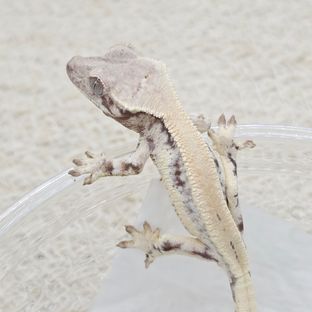릴리 세이블