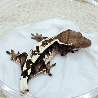 Sable 100% Het Axanthic