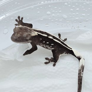 아잔틱
