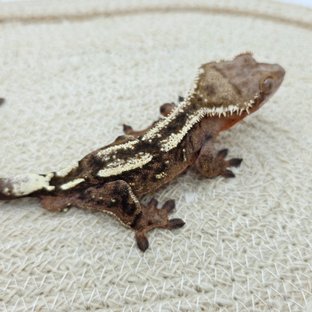 세이블 100%헷아잔틱