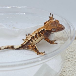 세이블