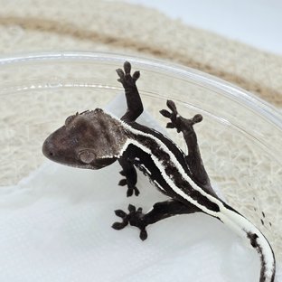 Axanthic