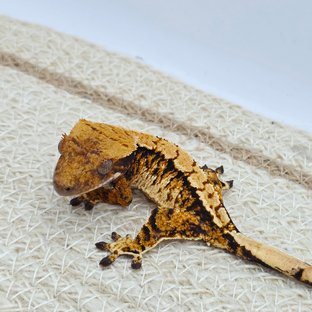 Tangerine Tri Extreme Harlequin