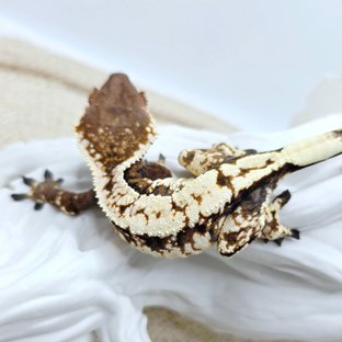 Sable Tri Extreme Harlequin