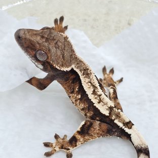 Sable 100% Het Axanthic