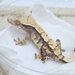 100% Het Axanthic