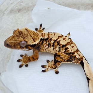 Tri Extreme Harlequin