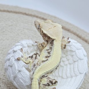 릴리100%헷아잔틱 솔리드백