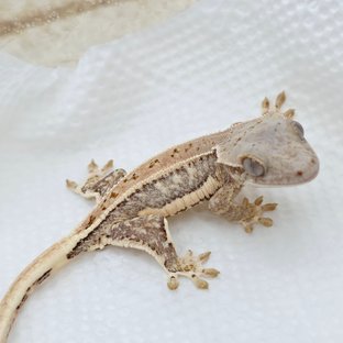 Lilly White 100% Het Chocho