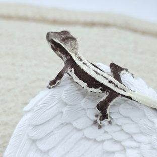 릴잔틱