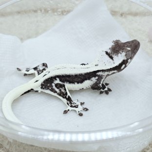 Lilly Axanthic