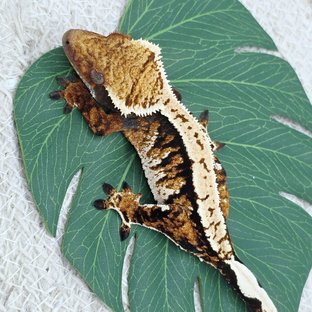 텐저린 트라이 익스트림할리퀸