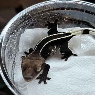 Axanthic Full Pinstripe