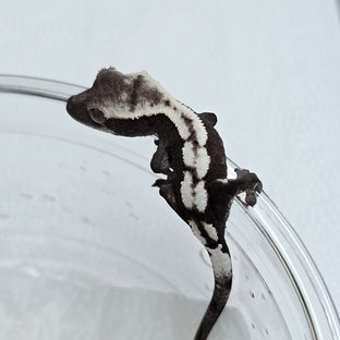 세이블 아잔틱