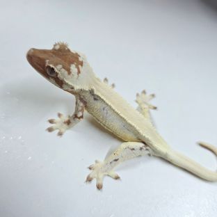 릴리 세이블 솔리드백