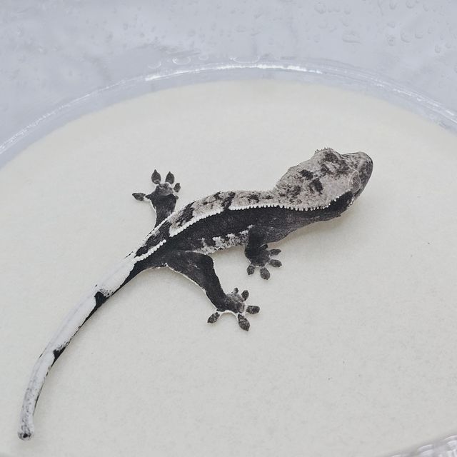 아잔틱