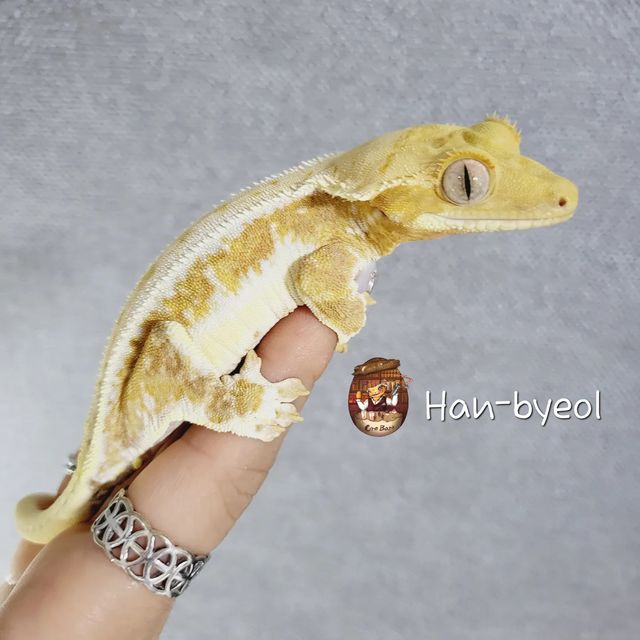 크림 릴리화이트
