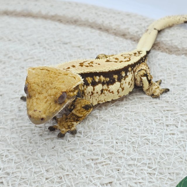 풀핀 트라이 익스트림할리퀸