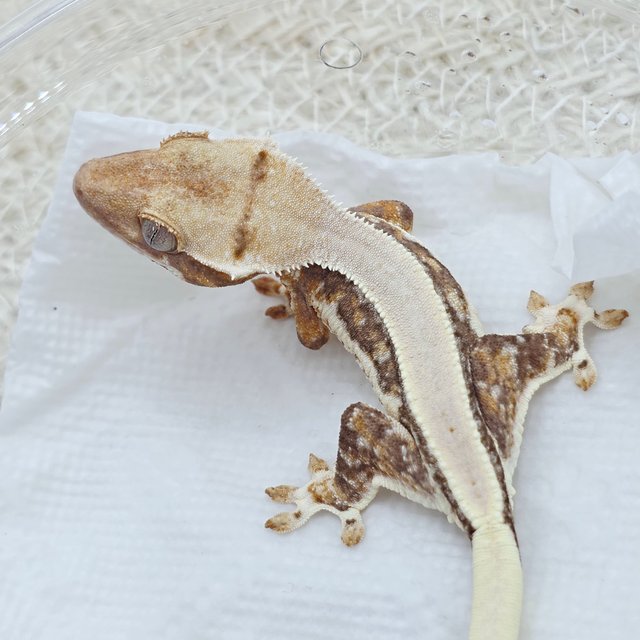 100% Het Chocho Lilly White Solid Back